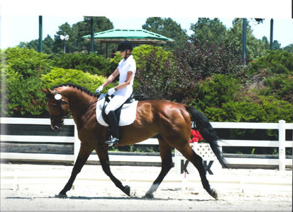 Andiamo dressageadj_small